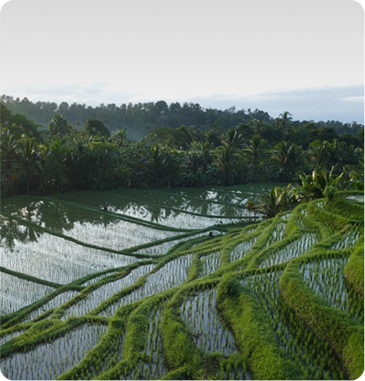 Bali rice terraces landscape